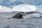 Antarctica, Yalour Islands. Humpback whale fluke close-up. Art Print
